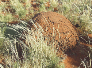 Termitenbau auf Tiras