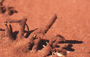Termiten in den Dünen
