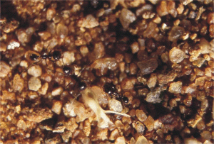 Schwarze Ameisen