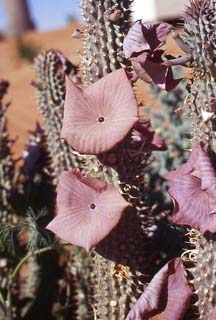 Hoodia